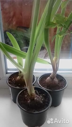 Гиппиаструм