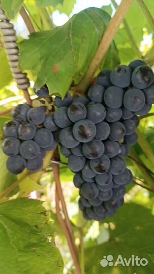 Виноград Изабелла саженец