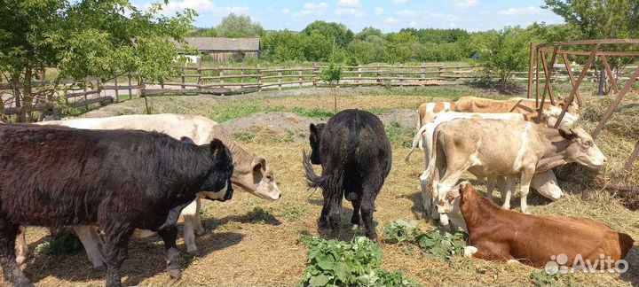 Быки герефорд