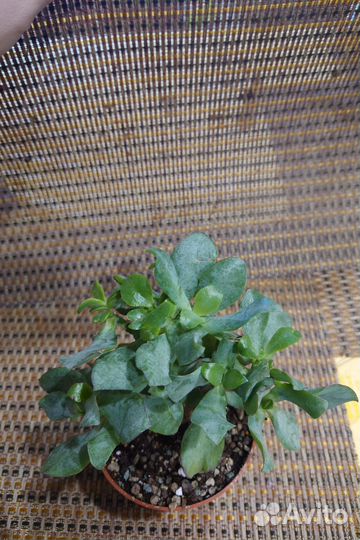 Крассула древовидная ундулатифолия