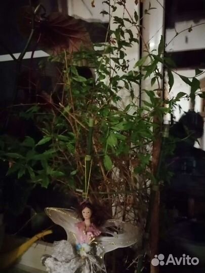 Юкка и гранат