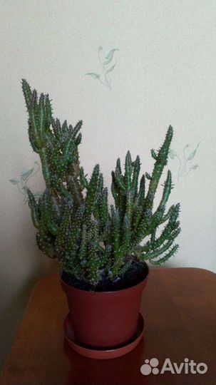 Аустроцилиндропунция, кактус