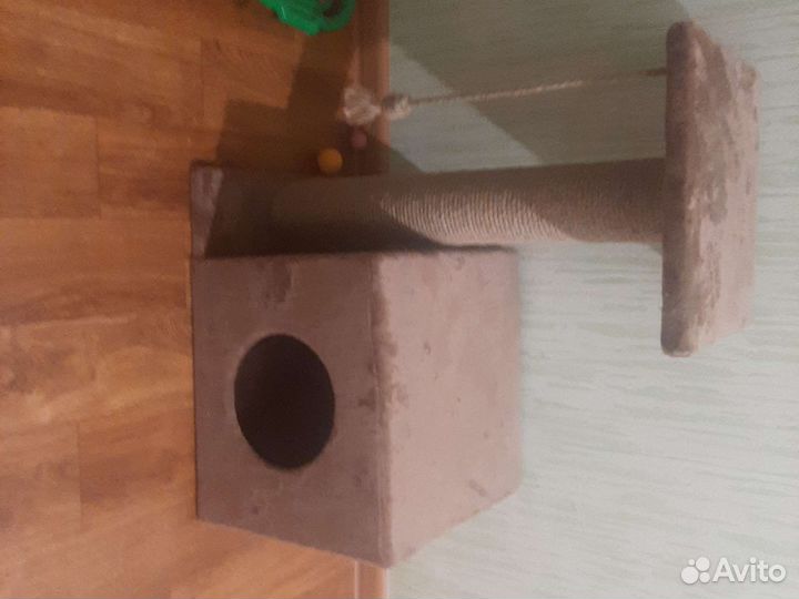 Као мани смесь с обычным котом