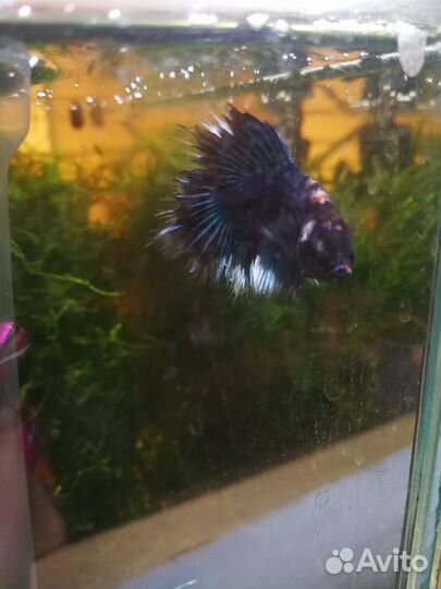 Рыбка петушок