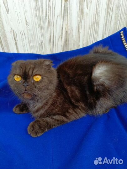 Кошка шотландской породы