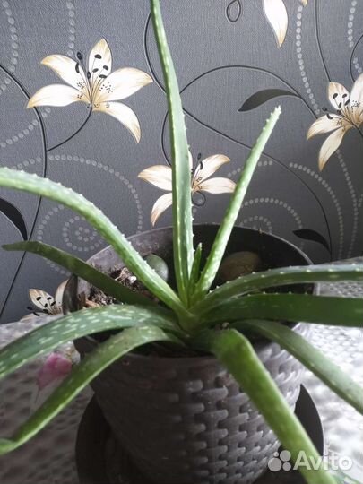 Алоэ вера растение