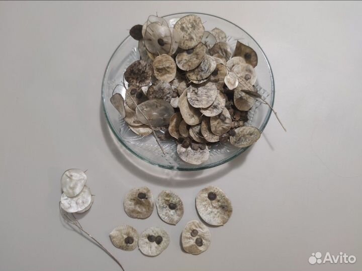 Лунария (Серебряный рубль) лунник