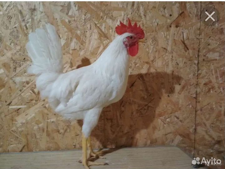 Молодые петухи Легорнов