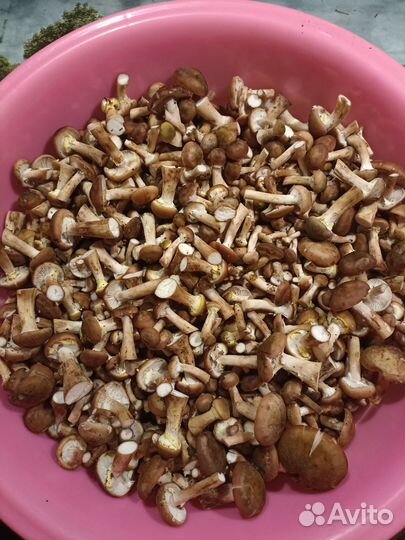 Опята и топольки, маринованные