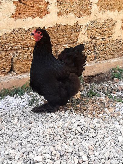 Куры брама петухи