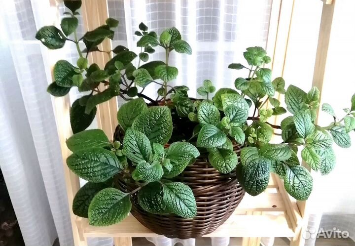 Большие комнатные растения