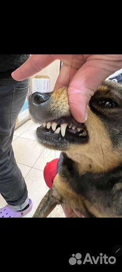 Собаки бесплатно в добрые руки