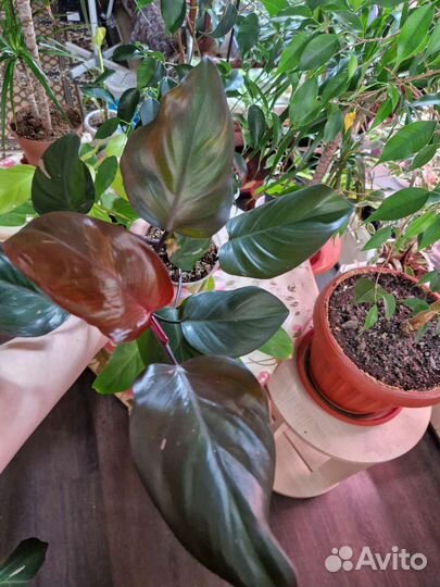 Филодендроны