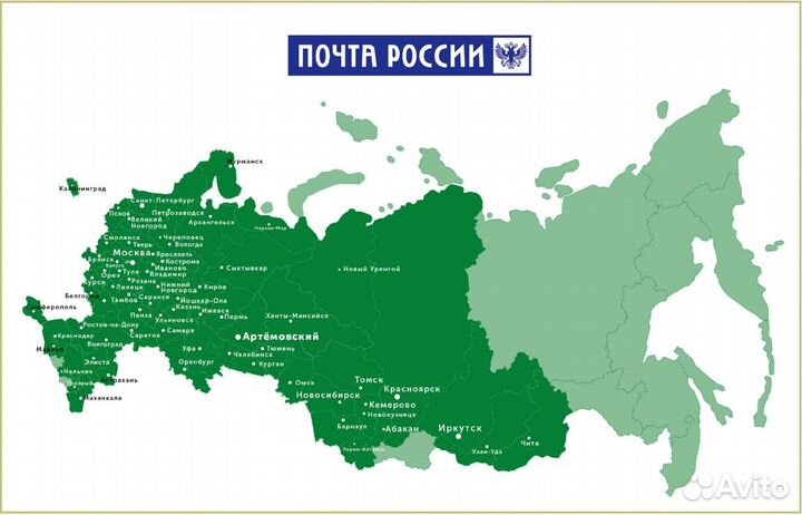 Можжевельник чешуйчатый «Блю Стар» - саженцы зкс