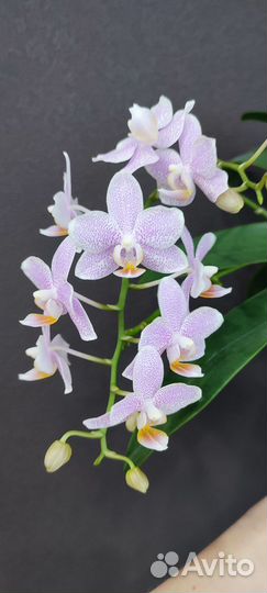 Орхидея фаленопсис