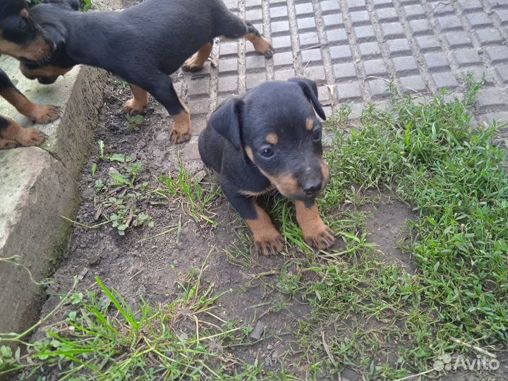 Щенки ягдтерьера