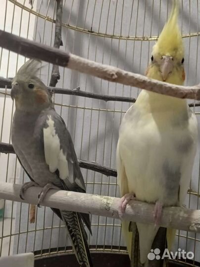 Пара корелл с клеткой, несутся