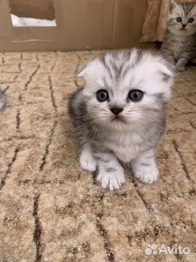 Шотландская