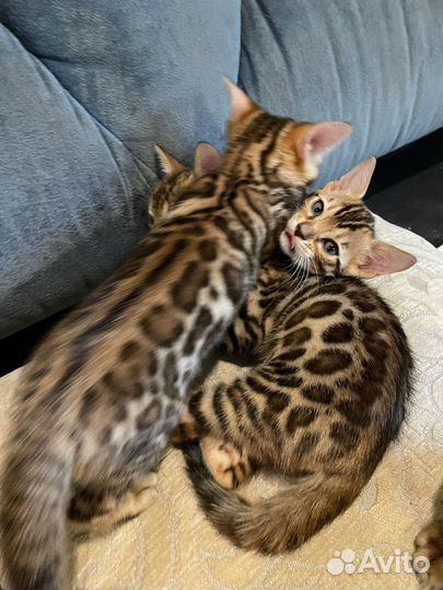 Бенгальские котята с документами