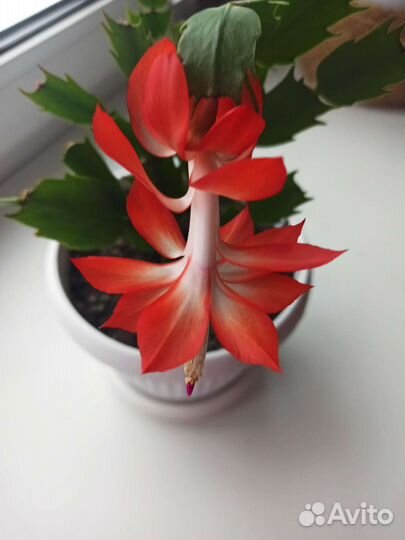 Декабрист белый и красный