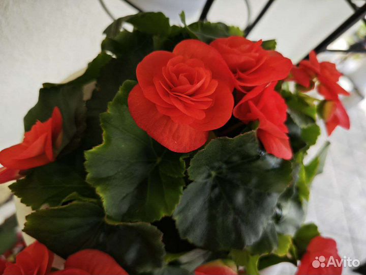 Рассада цветов