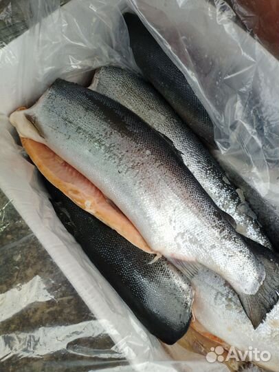 Сёмга (форель) Норвегия