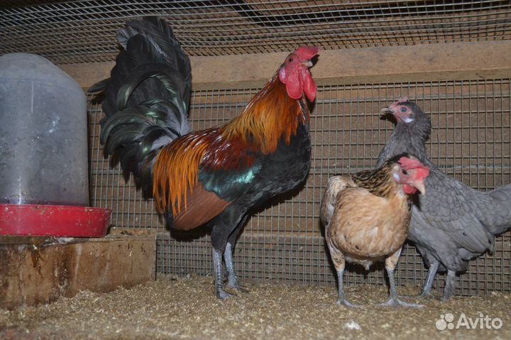 Молодые Петухи Бентамка