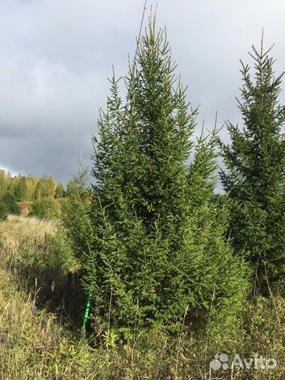 Саженцы хвойных, лиственных, плодовых деревьев
