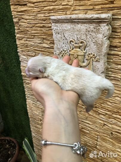 Померанский шпиц мини
