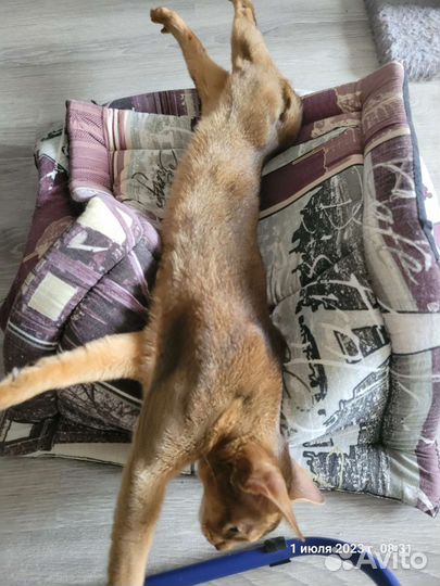 Абиссинская