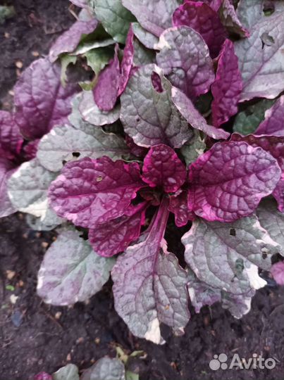 Живучка ползучая