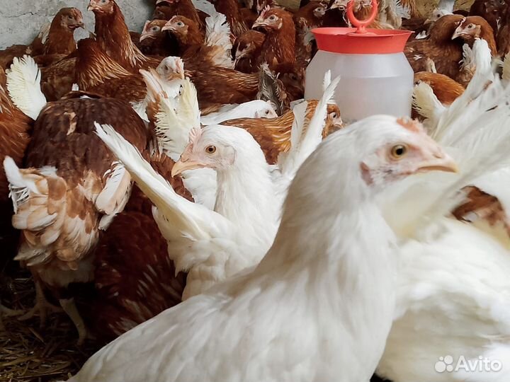 Куры молодки