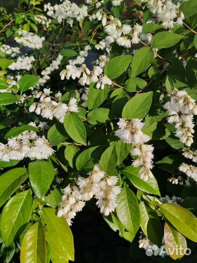 Дейция шершавая альба гейхера