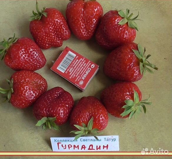 Клубника ремонтантная