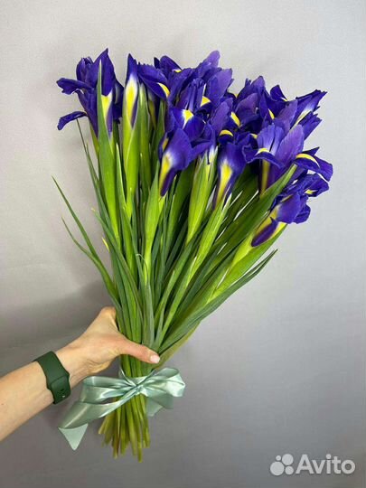 Луковицы ирисов Голландия сорт Блю меджик
