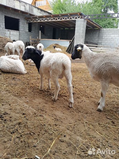 Бараны дорпер