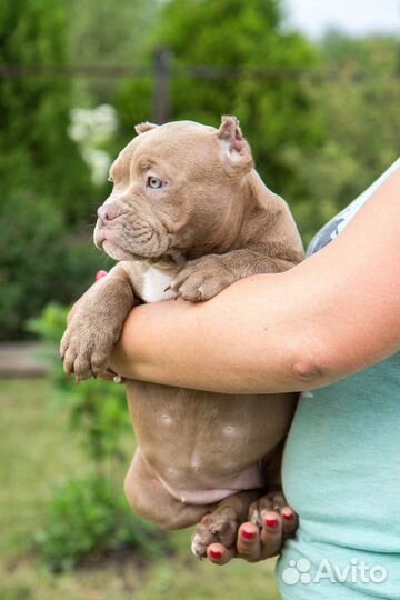 Щенки Американский булли Стандарт,Классик
