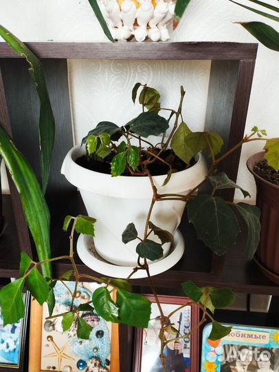 Циссус березка