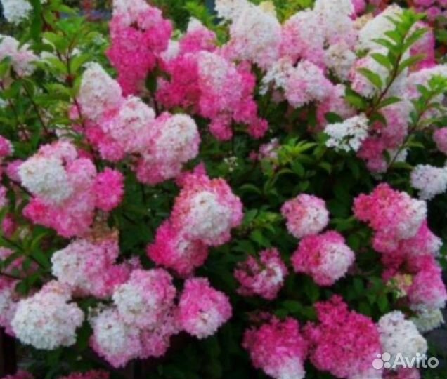 Гортензии цветущие