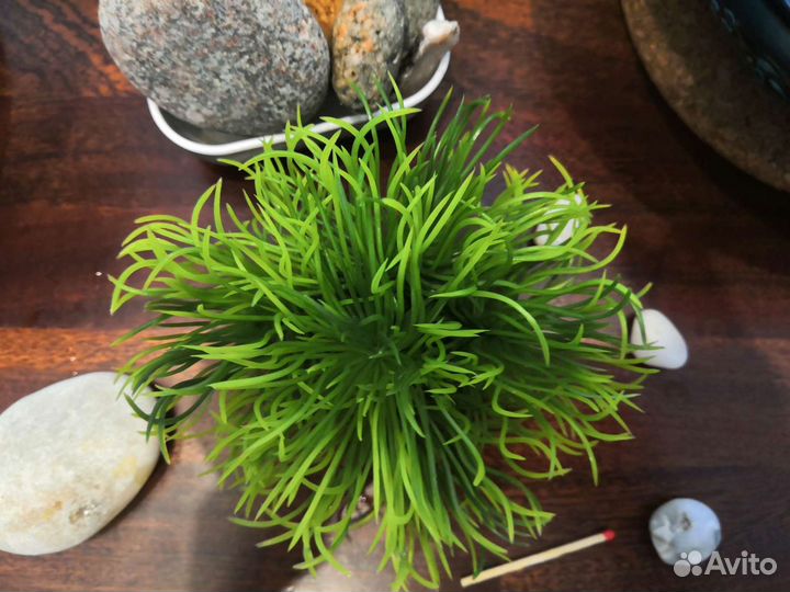 Водоросли для аквариума