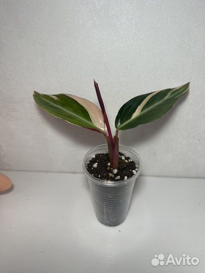 Строманта триколор