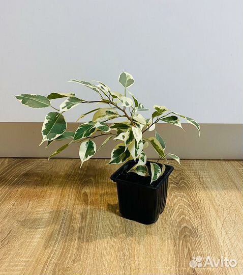 Фикус Бенджамина