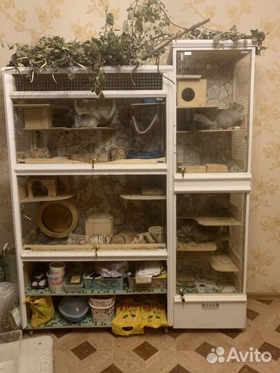 Витрина для шиншилл бу