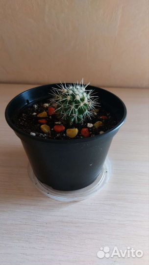 Кактусы микс, суккуленты