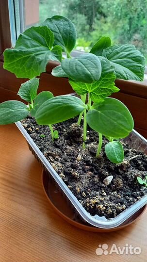 Рассада огурцов