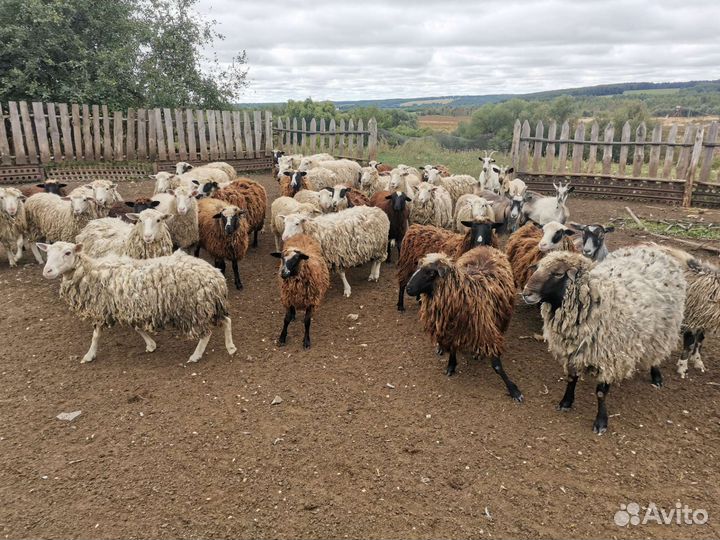 Овцы бараны