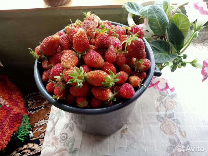 Саженцы клубники