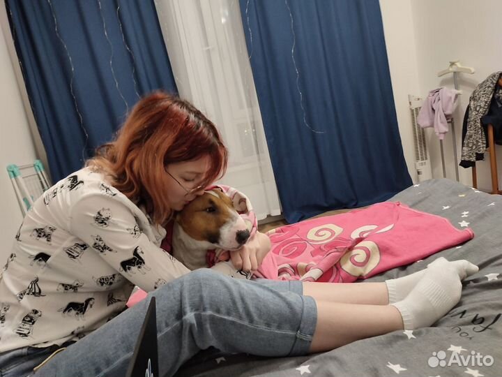 Передержка собак, выгул, догситтер, няня