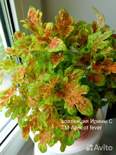 Вегетативные колеусы (черенки)