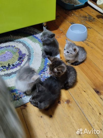 Котята в добрые руки